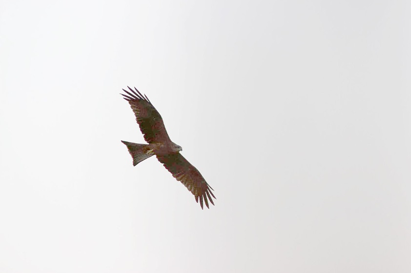 fly high